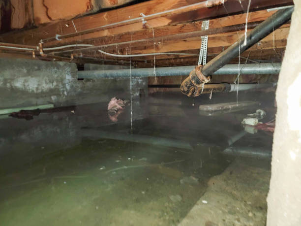 Best Mold removal after water damage  in Mattituck, NY